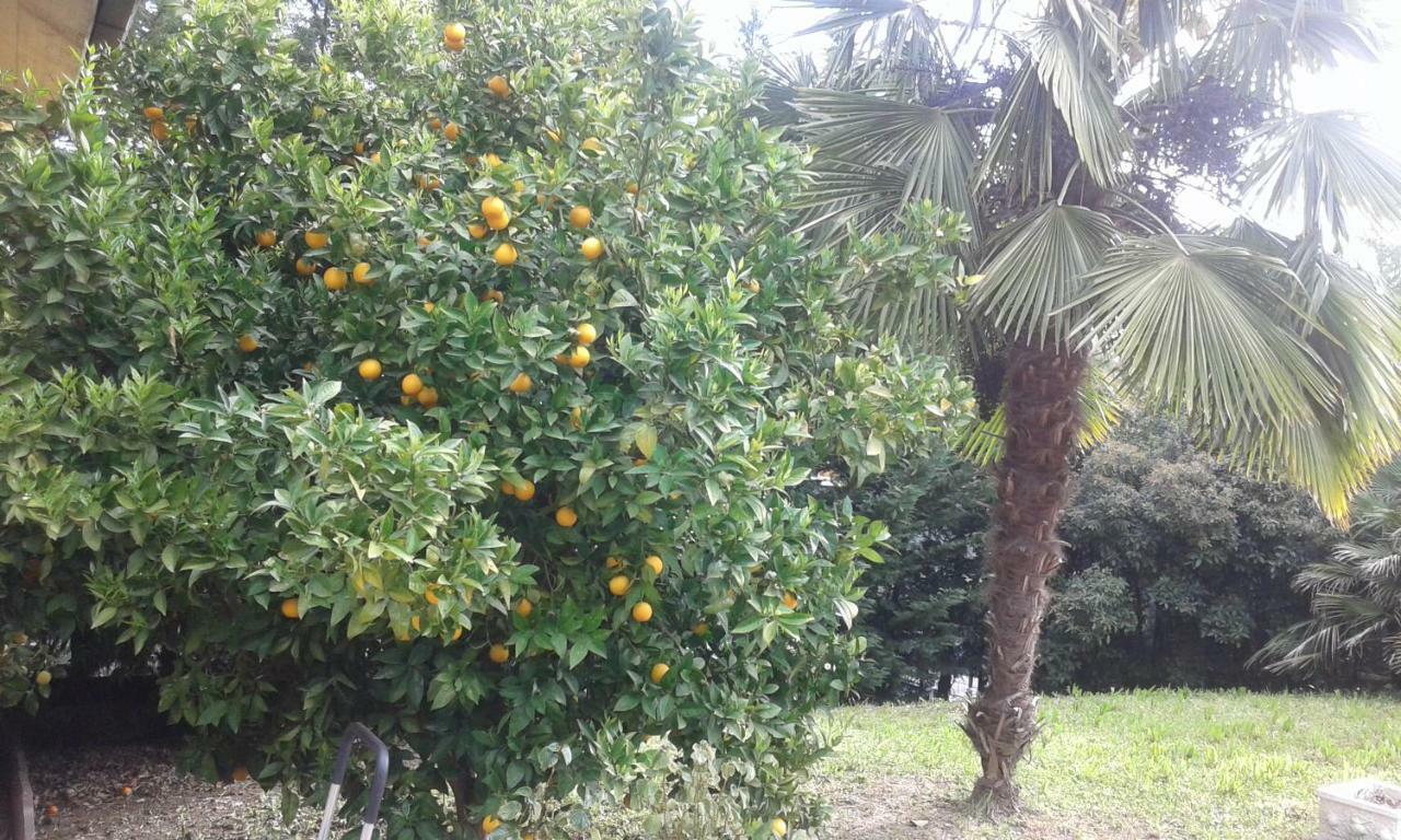 Le Palme Acomodação com café da manhã Chieti Exterior foto